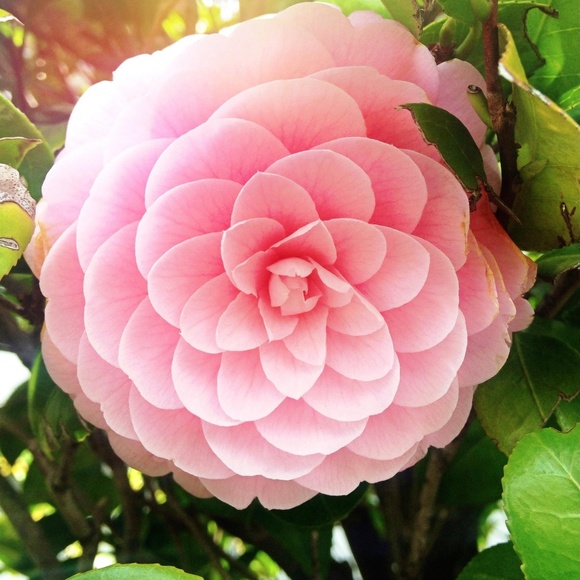 Meet your Posher, Danielle - Picture 1 of 1